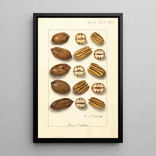 Carya illinoinensis - Ellen Isham Schutt — gerahmtes Bild an der Wand