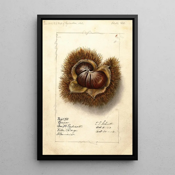 Castanea Boone - Ellen Isham Schutt — gerahmtes Bild an der Wand