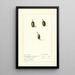 Chrysophyllum cainito - Ellen Isham Schutt — gerahmtes Bild an der Wand