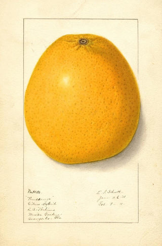 Ellen Isham Schutt - Citrus.webp