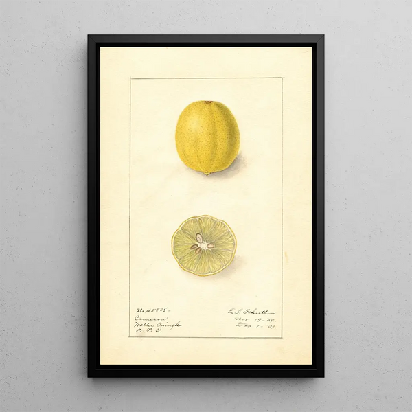 Citrus aurantiifolia Cameron - Ellen Isham Schutt — gerahmtes Bild an der Wand