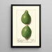 Citrus aurantiifolia Lisbon - Ellen Isham Schutt — gerahmtes Bild an der Wand