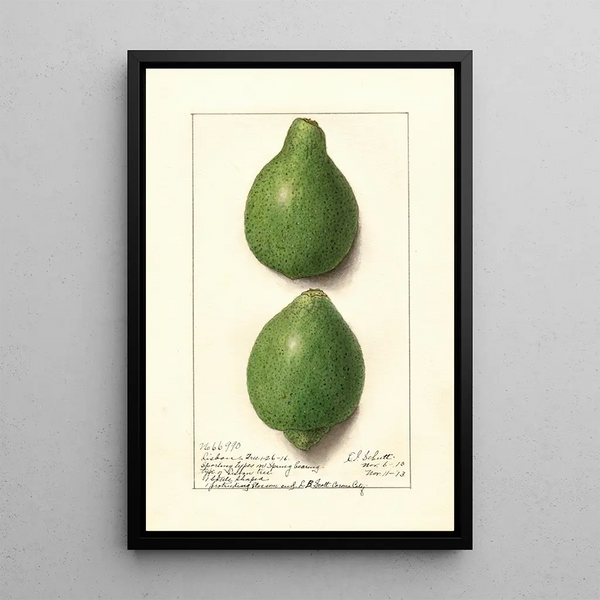 Citrus aurantiifolia Lisbon - Ellen Isham Schutt — gerahmtes Bild an der Wand