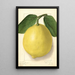 Citrus limon American Wonder - Ellen Isham Schutt — gerahmtes Bild an der Wand