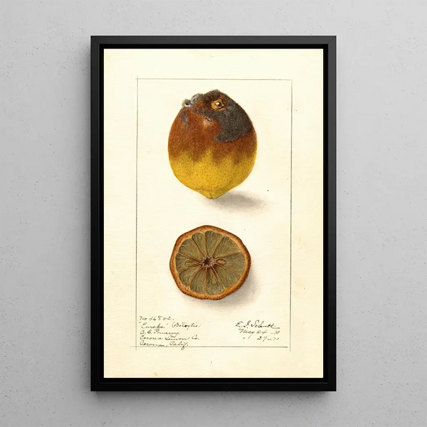 Citrus limon Eureka - Ellen Isham Schutt — gerahmtes Bild an der Wand