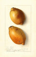 Citrus limon Fresh Yellow - Ellen Isham Schutt — Ansicht des Kunstwerks