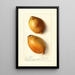 Citrus limon Fresh Yellow - Ellen Isham Schutt — gerahmtes Bild an der Wand