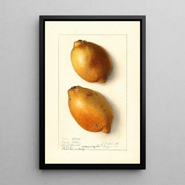 Citrus limon Fresh Yellow - Ellen Isham Schutt — gerahmtes Bild an der Wand