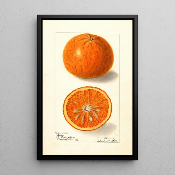 Citrus nobilis King - Ellen Isham Schutt — gerahmtes Bild an der Wand