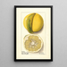 Citrus paradisi Chimera - Ellen Isham Schutt — gerahmtes Bild an der Wand