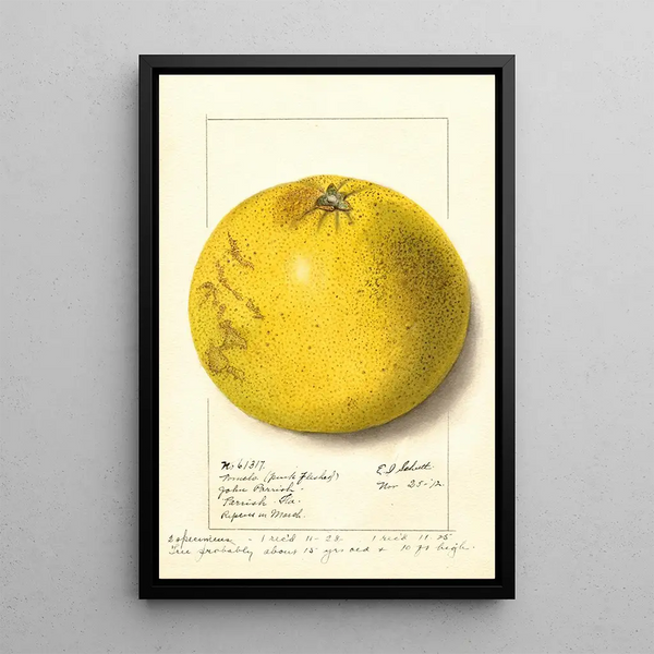 Citrus paradisi Pink Fleshed - Ellen Isham Schutt — gerahmtes Bild an der Wand