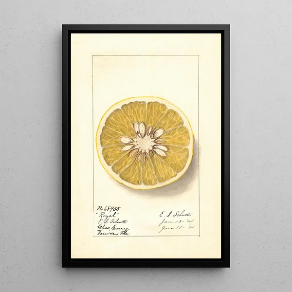Citrus paradisi Royal - Ellen Isham Schutt — gerahmtes Bild an der Wand