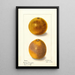 Citrus sinensis - Ellen Isham Schutt — gerahmtes Bild an der Wand