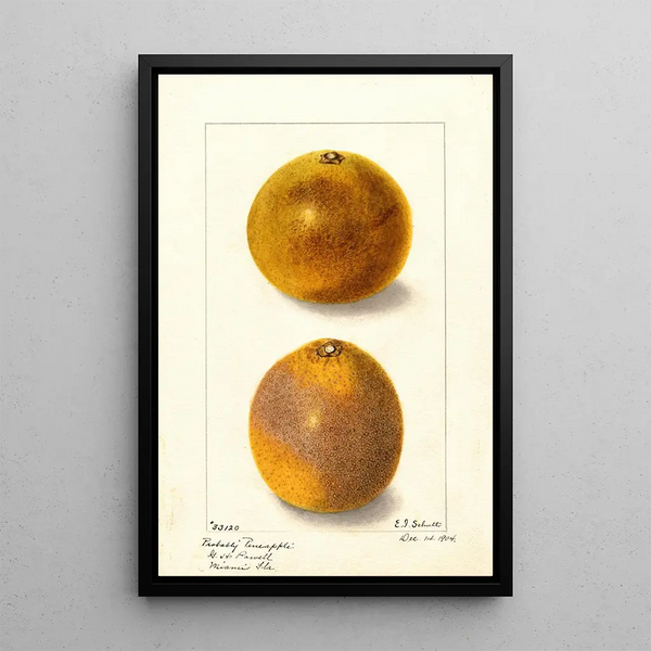Citrus sinensis - Ellen Isham Schutt — gerahmtes Bild an der Wand