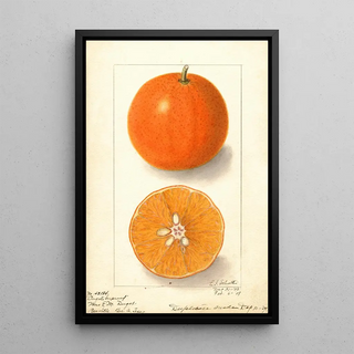 Ellen Isham Schutt - Citrus sinensis Dugats Improved.webp