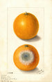 Citrus sinensis Indian River - Ellen Isham Schutt — Ansicht des Kunstwerks