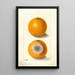 Citrus sinensis Indian River - Ellen Isham Schutt — gerahmtes Bild an der Wand