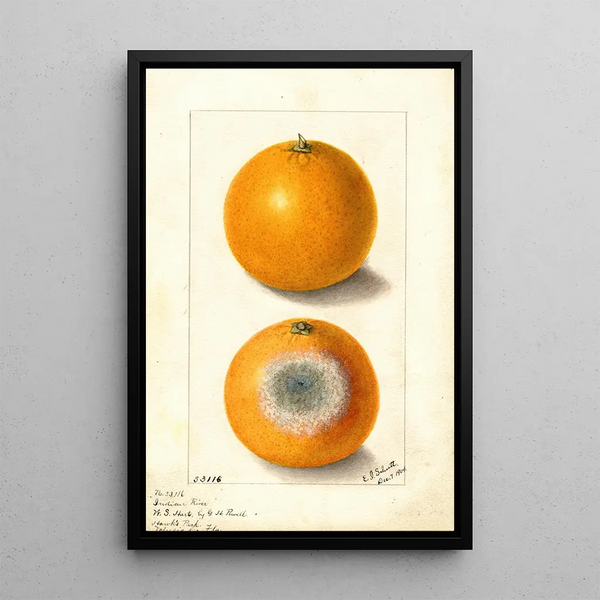 Citrus sinensis Indian River - Ellen Isham Schutt — gerahmtes Bild an der Wand