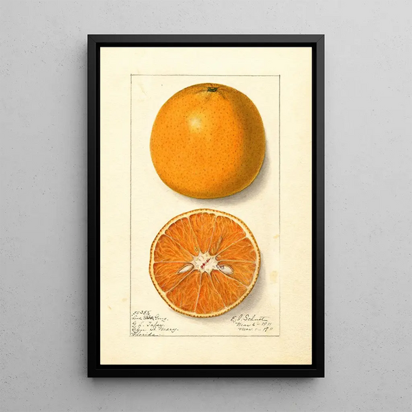 Citrus sinensis Lue Gim Gong - Ellen Isham Schutt — gerahmtes Bild an der Wand