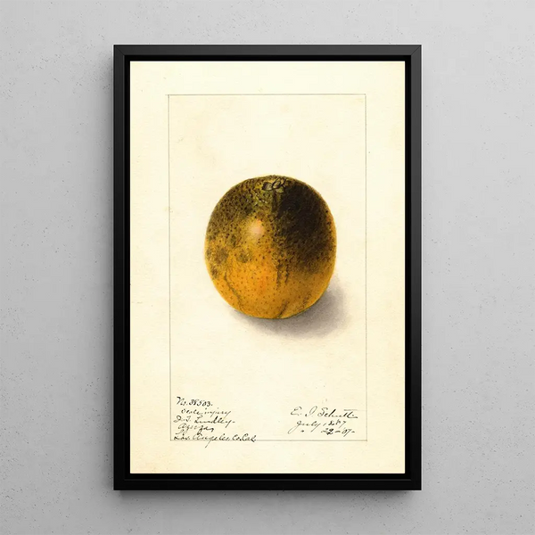 Citrus sinensis Valencia - Ellen Isham Schutt — gerahmtes Bild an der Wand