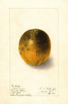 Citrus sinensis Valencia - Ellen Isham Schutt — Ansicht des Kunstwerks