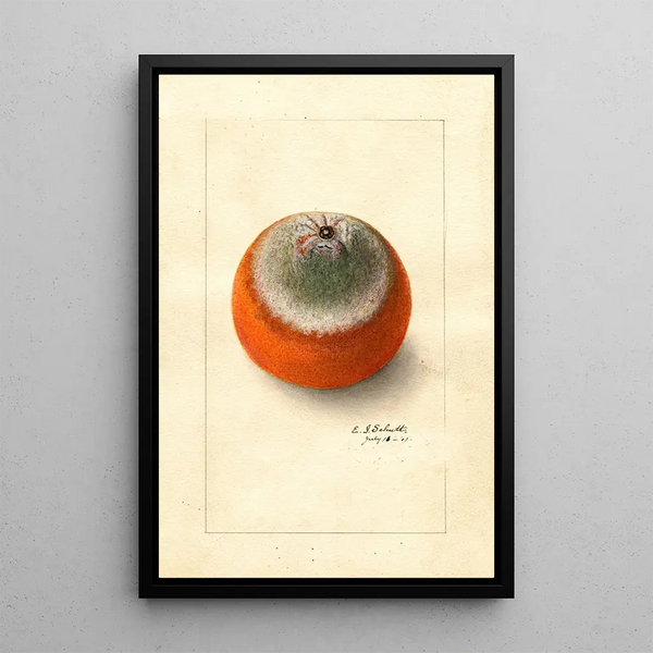 Citrus sinensis Valencia tardive - Ellen Isham Schutt — gerahmtes Bild an der Wand