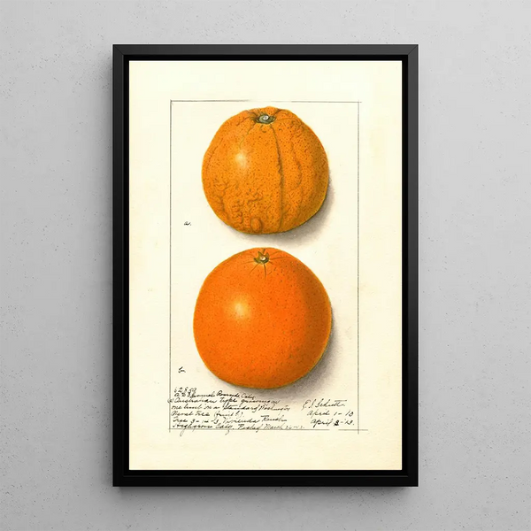 Citrus sinensis Washington Navel - Ellen Isham Schutt — gerahmtes Bild an der Wand