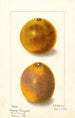 Citrus sinensis - Ellen Isham Schutt — Ansicht des Kunstwerks