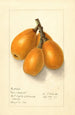 Eriobotrya japonica Commercial - Ellen Isham Schutt — Ansicht des Kunstwerks