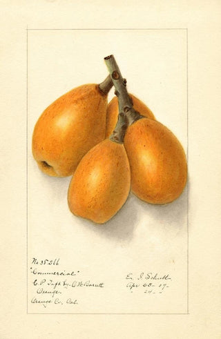 Ellen Isham Schutt - Eriobotrya japonica Commercial.webp