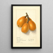 Eriobotrya japonica Commercial - Ellen Isham Schutt — gerahmtes Bild an der Wand