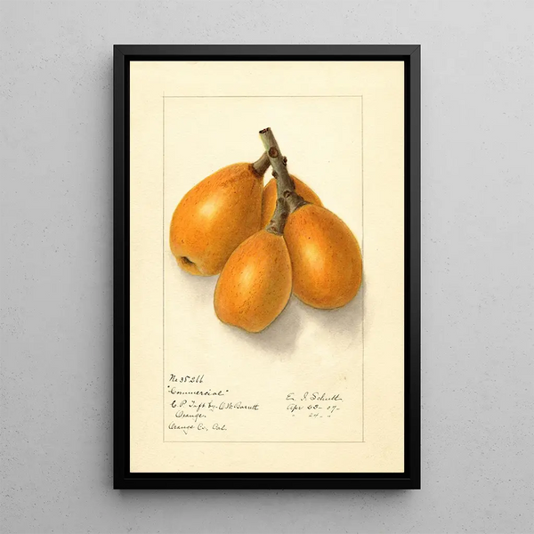 Eriobotrya japonica Commercial - Ellen Isham Schutt — gerahmtes Bild an der Wand