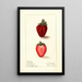 Fragaria Heritage - Ellen Isham Schutt — gerahmtes Bild an der Wand