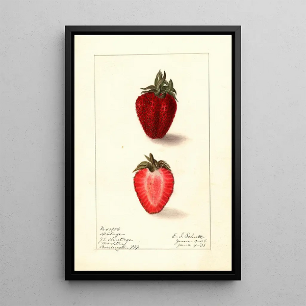 Fragaria Heritage - Ellen Isham Schutt — gerahmtes Bild an der Wand