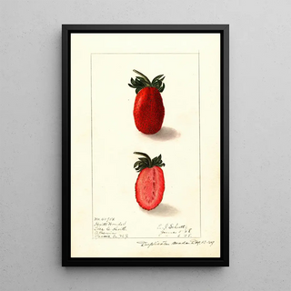 Ellen Isham Schutt - Fragaria Kevitts Wonder.webp