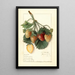 M- Kunstdruck des Gemäldes Fragaria M - Ellen Isham Schutt — gerahmtes Bild an der Wand