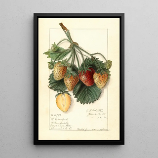 Ellen Isham Schutt - Fragaria M.webp