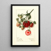 Fragaria Pocahontas - Ellen Isham Schutt — gerahmtes Bild an der Wand