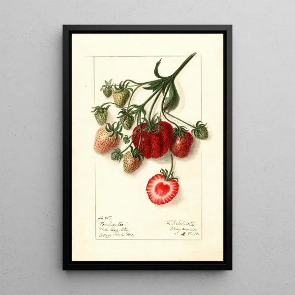Fragaria Pocahontas - Ellen Isham Schutt — gerahmtes Bild an der Wand