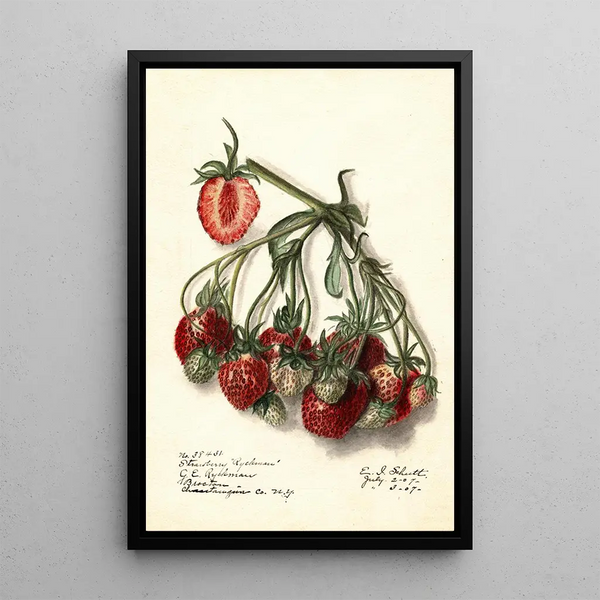 Fragaria Ryckman - Ellen Isham Schutt — gerahmtes Bild an der Wand