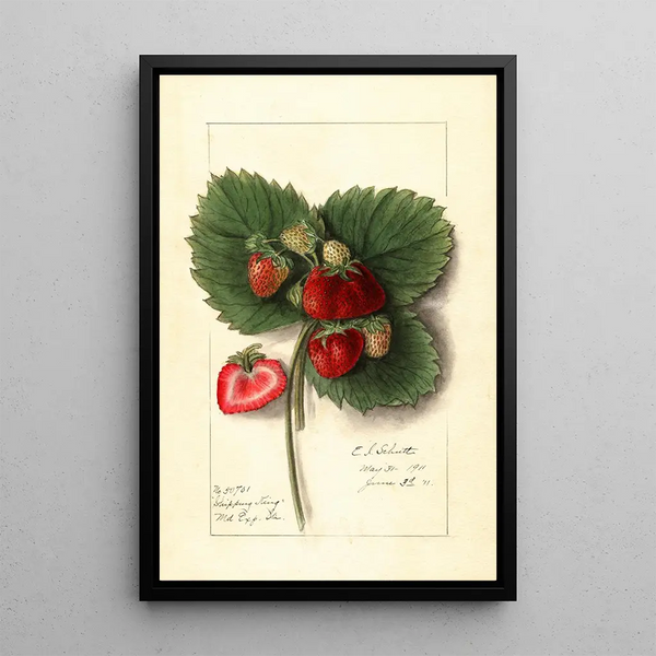 Fragaria Shipping King - Ellen Isham Schutt — gerahmtes Bild an der Wand