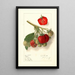 Fragaria Velvet - Ellen Isham Schutt — gerahmtes Bild an der Wand
