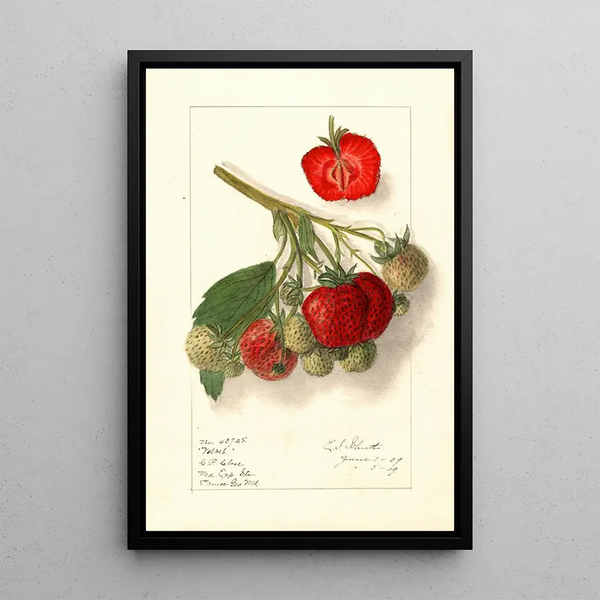Fragaria Velvet - Ellen Isham Schutt — gerahmtes Bild an der Wand