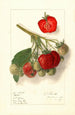 Fragaria Velvet - Ellen Isham Schutt — Ansicht des Kunstwerks