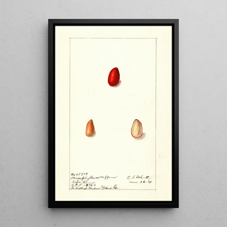 Ellen Isham Schutt - Harpephyllum caffrum.webp