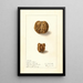 Juglans regia - Ellen Isham Schutt — gerahmtes Bild an der Wand
