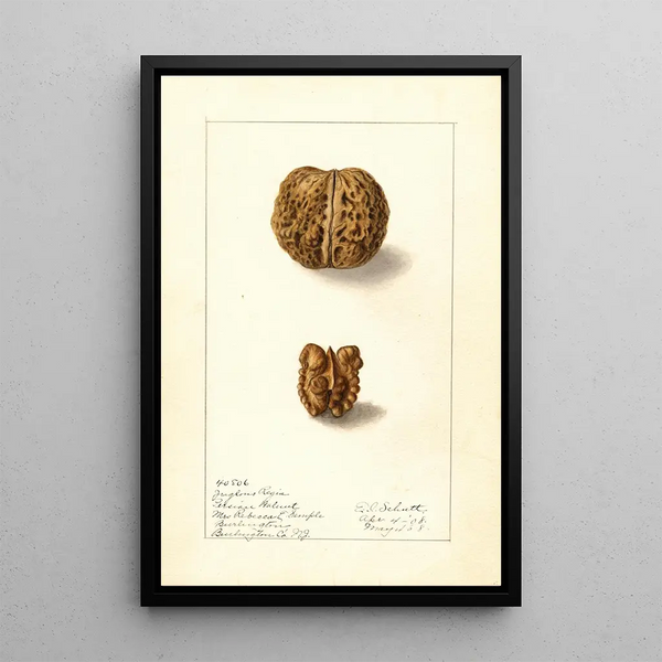 Juglans regia - Ellen Isham Schutt — gerahmtes Bild an der Wand