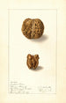 Juglans regia - Ellen Isham Schutt — Ansicht des Kunstwerks