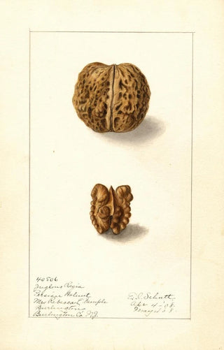 Ellen Isham Schutt - Juglans regia.webp