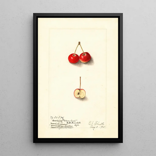 Malus Cherry Crab - Ellen Isham Schutt — gerahmtes Bild an der Wand